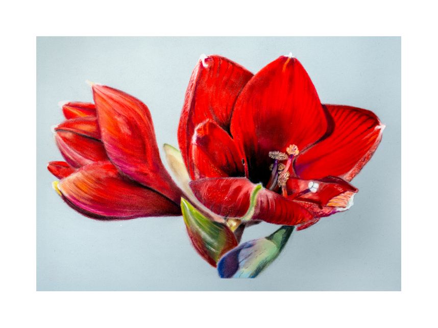 Artwork:Amaryllis in PanPastel