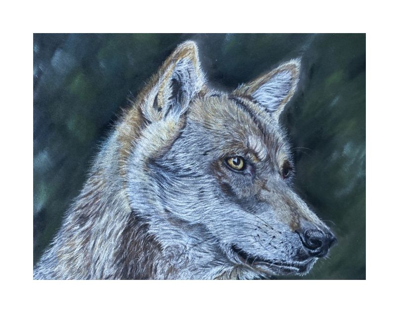 Artwork:Wolf in colored pencil